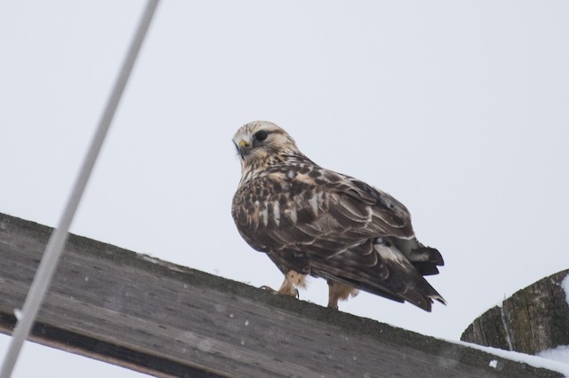 Rough-legged Hawk