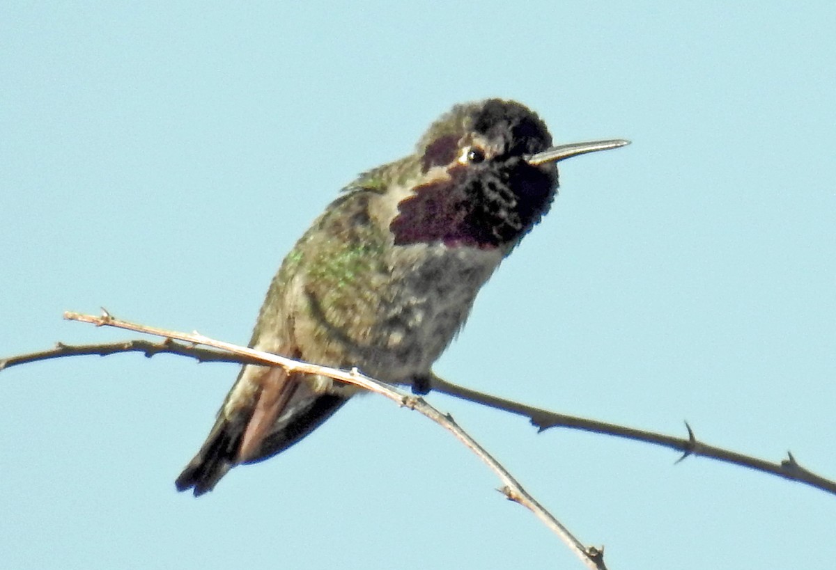 Anna's Hummingbird - ML78572041