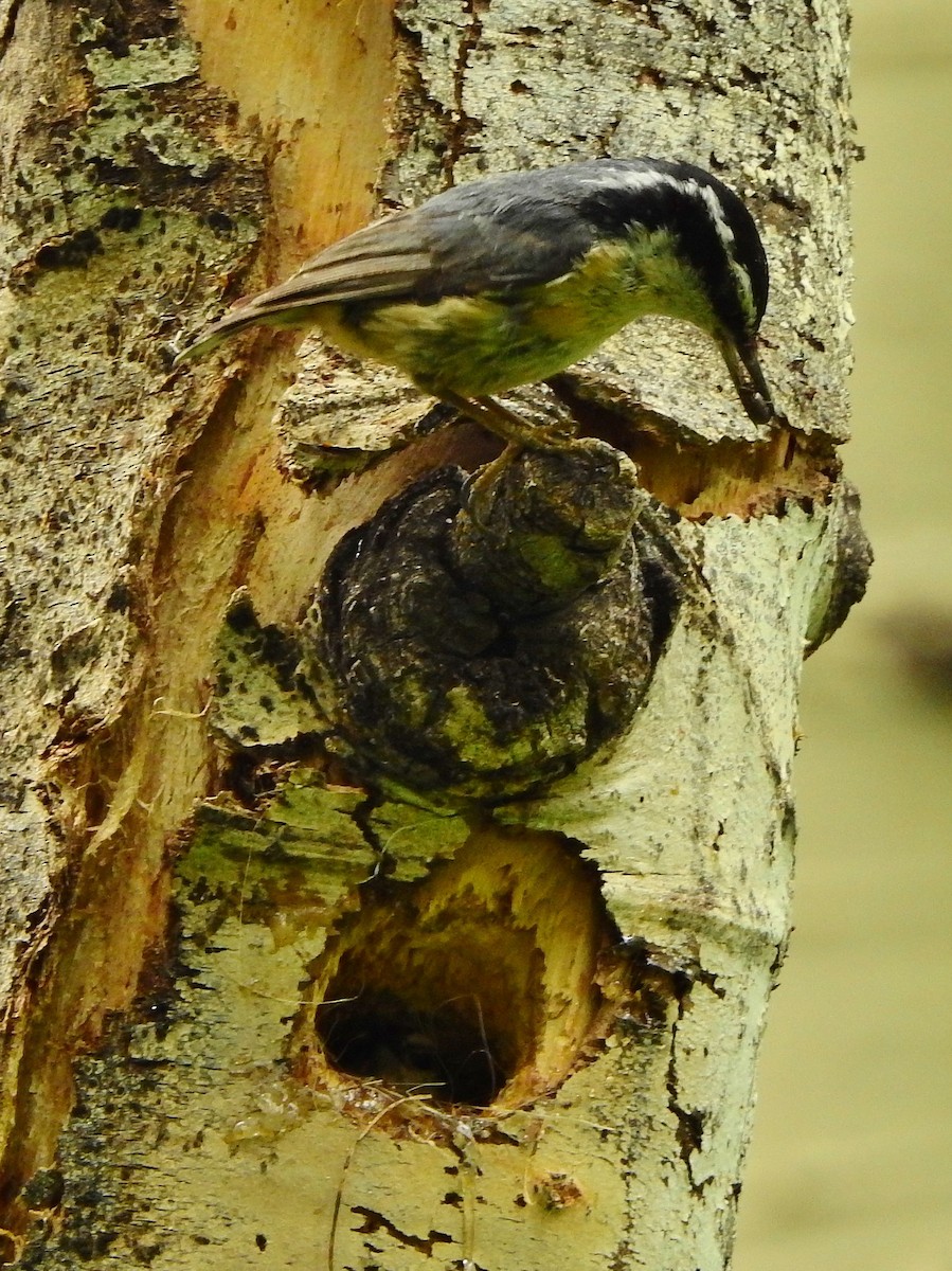Red-breasted Nuthatch - Tim Shortell