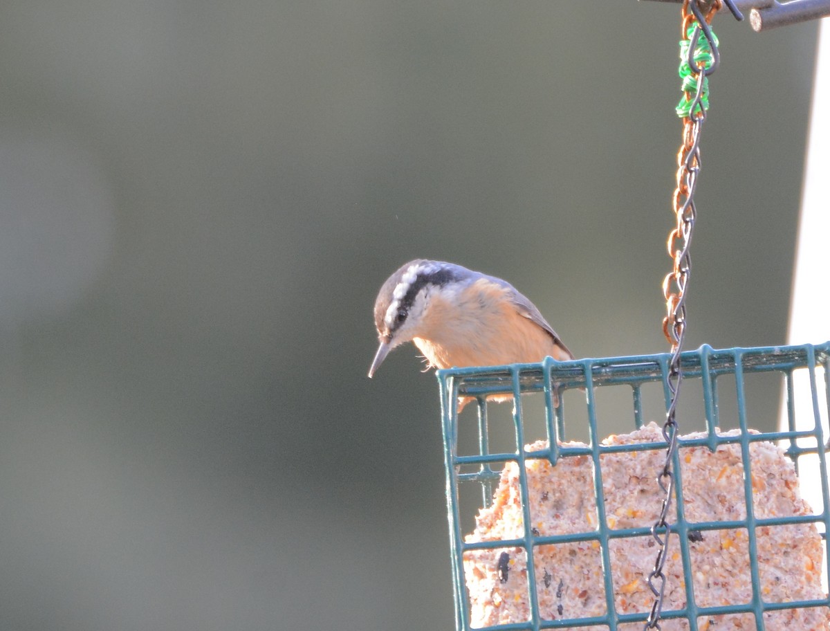 Red-breasted Nuthatch - ML78575981