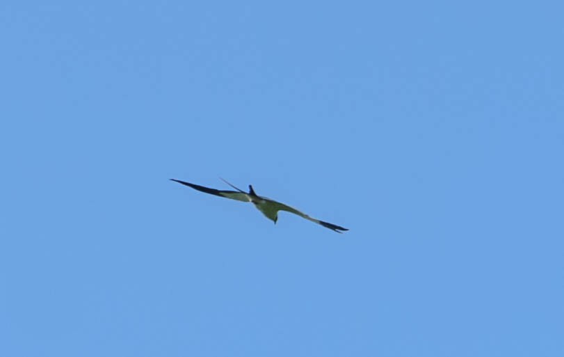 Swallow-tailed Kite - ML78576001