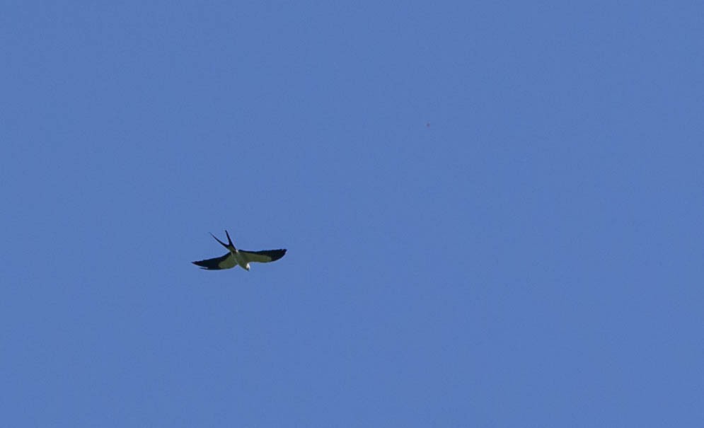 Swallow-tailed Kite - ML78576011
