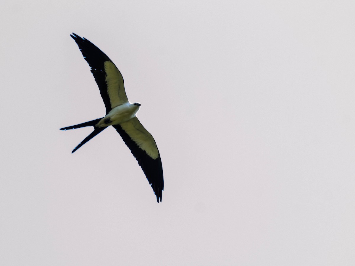 Swallow-tailed Kite - ML78576031