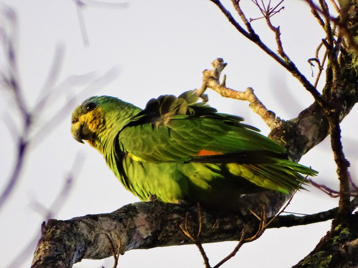 Orange-winged Parrot - Meghan Koenig