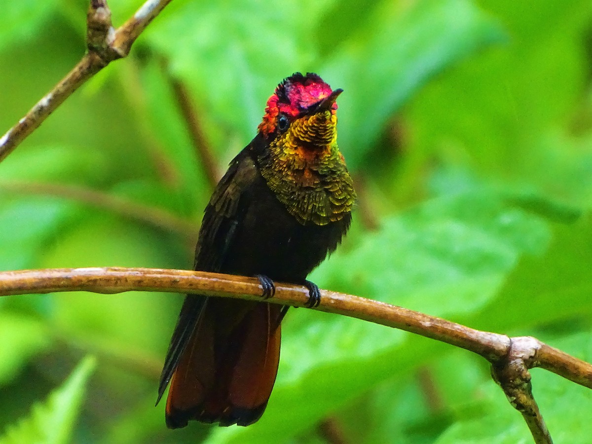 kolibřík červenohlavý - ML78576331