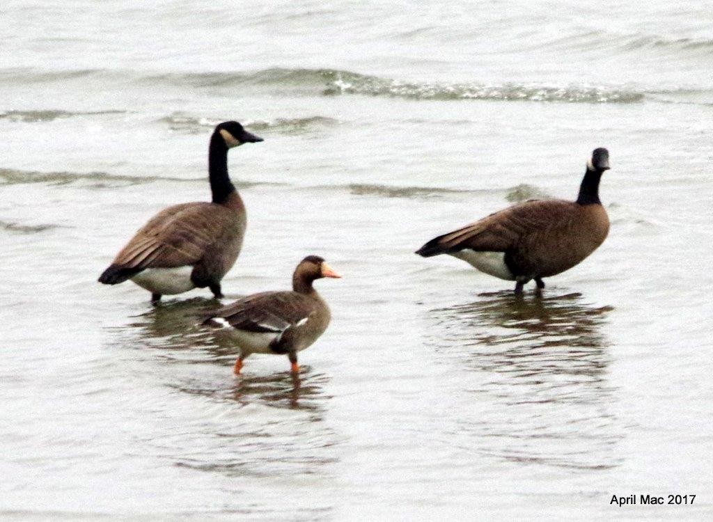 Greater White-fronted Goose - ML78576431
