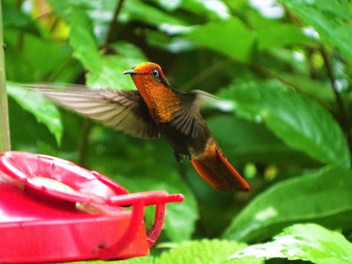 kolibřík červenohlavý - ML78576481