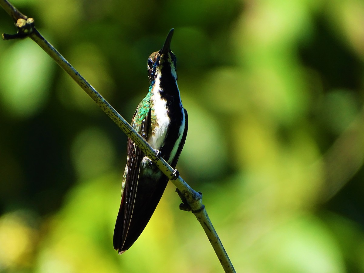 kolibřík tropický - ML78577641