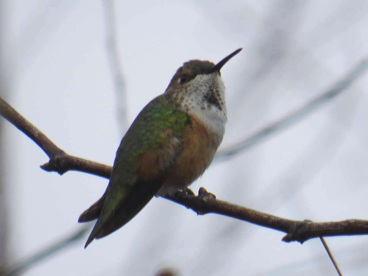 Rufous Hummingbird - Greg Swick