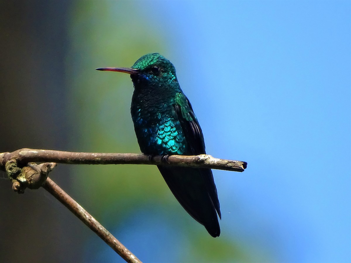 kolibřík modrobradý - ML78578581