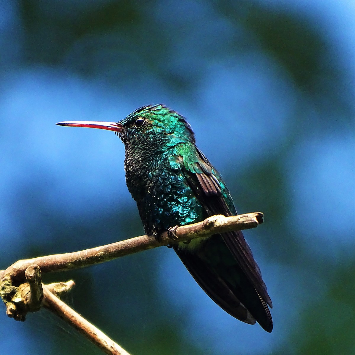 kolibřík modrobradý - ML78578641