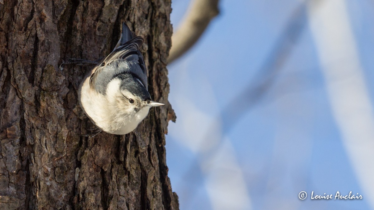 White-breasted Nuthatch - ML78579331