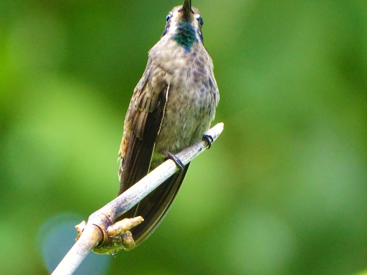 kolibřík fialovouchý - ML78579401