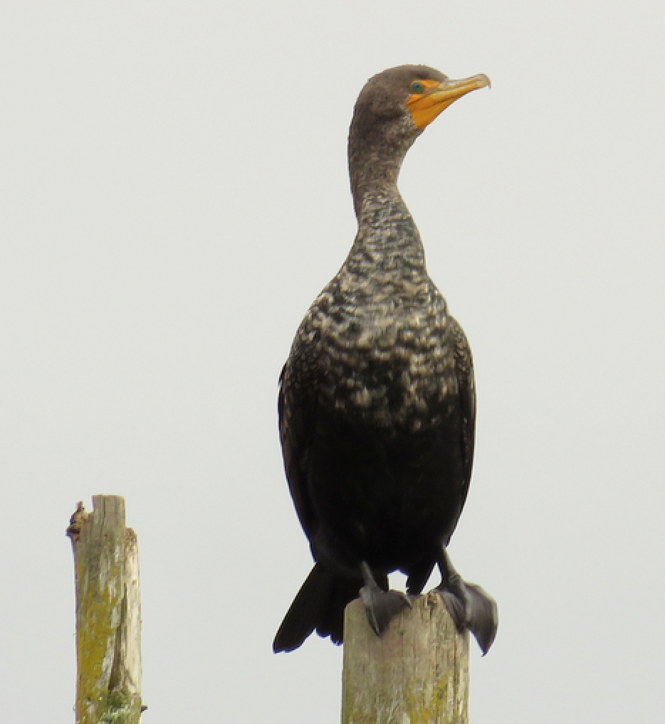 Double-crested Cormorant - Molly Sultany