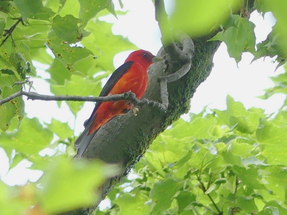 Scarlet Tanager - Yves Scholten