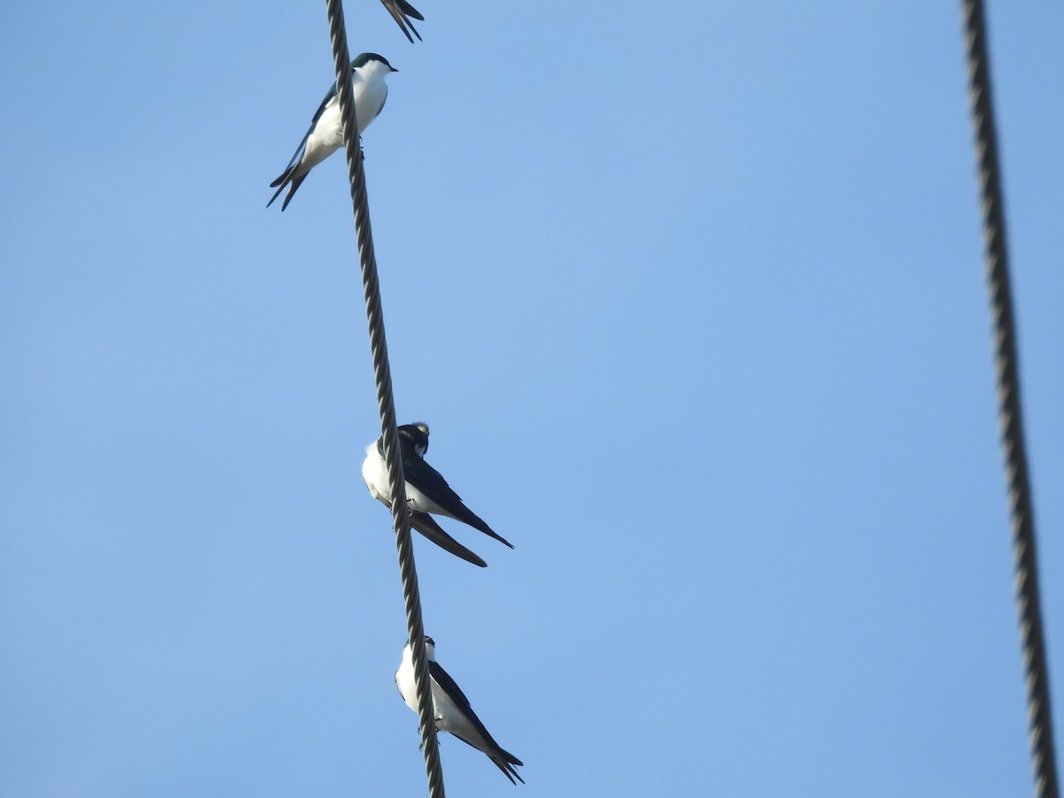 Bahama Swallow - elwood bracey