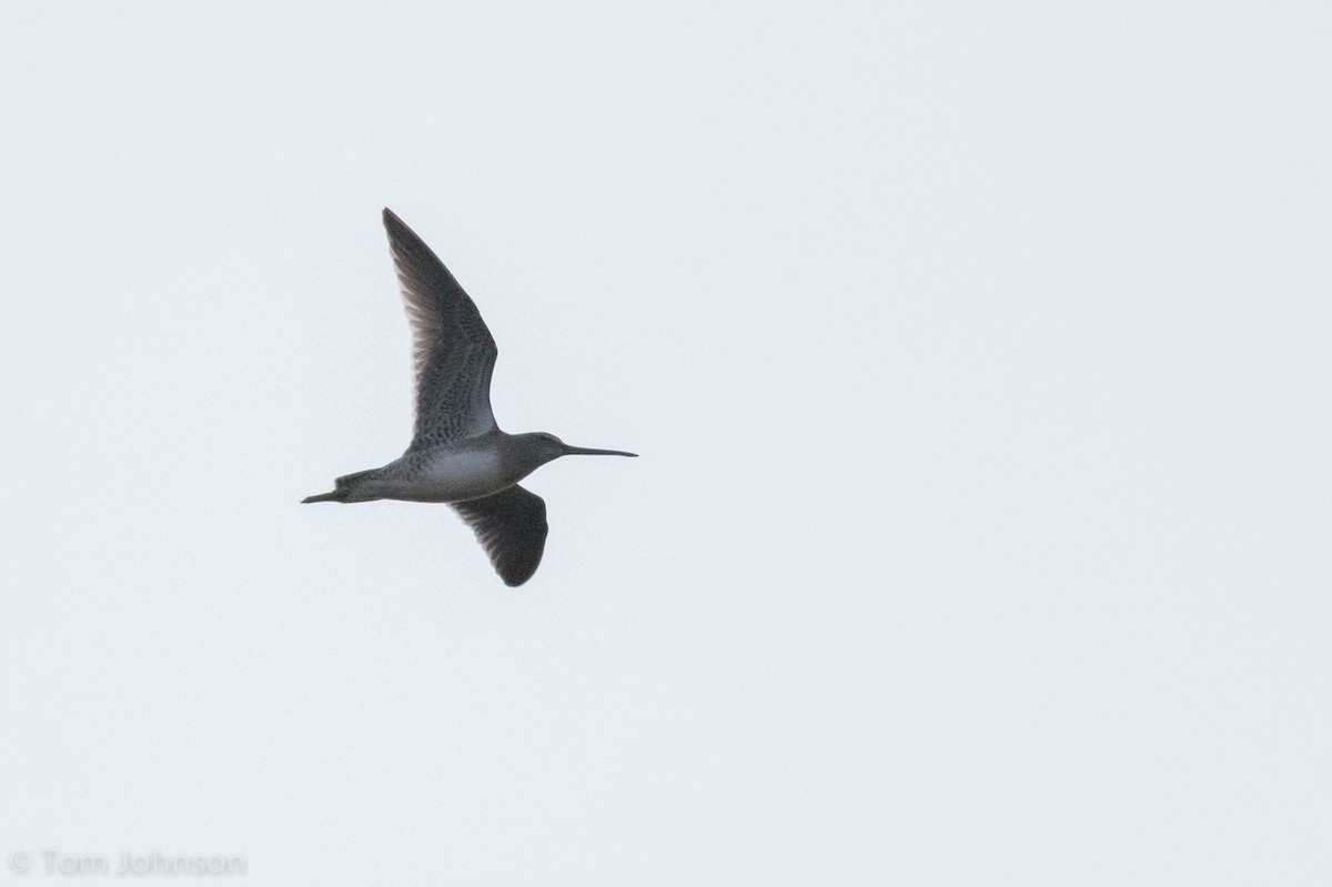 Long-billed Dowitcher - ML78584411