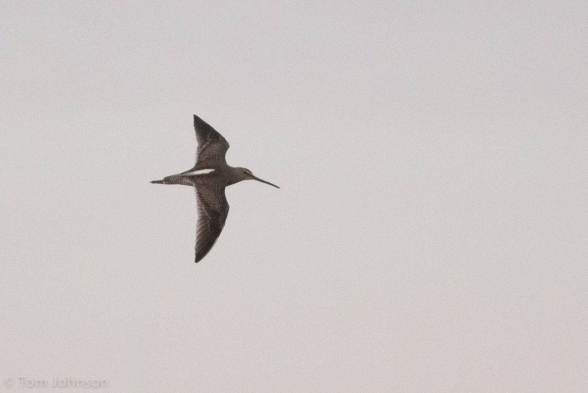 Long-billed Dowitcher - ML78584421