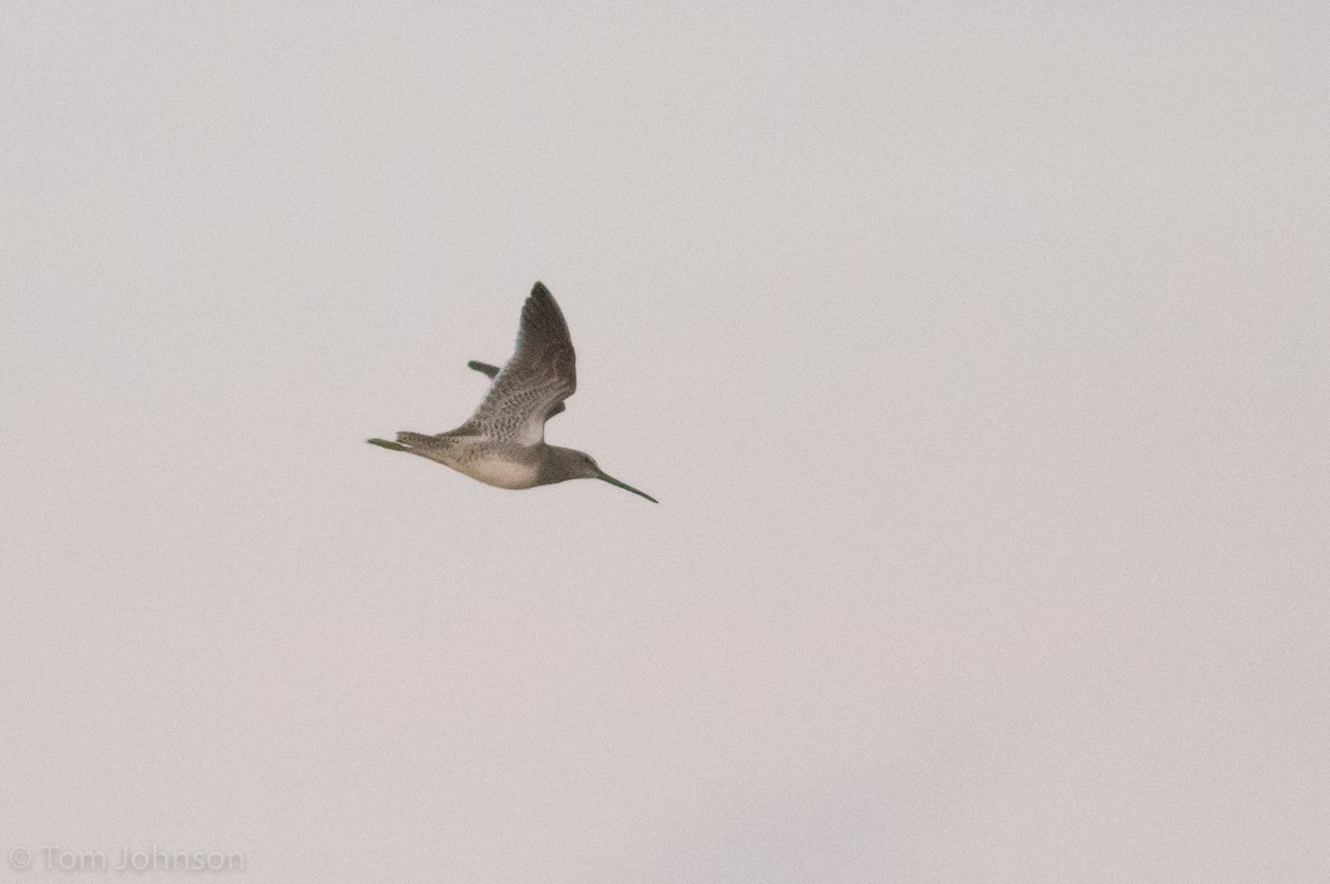 Long-billed Dowitcher - ML78584431