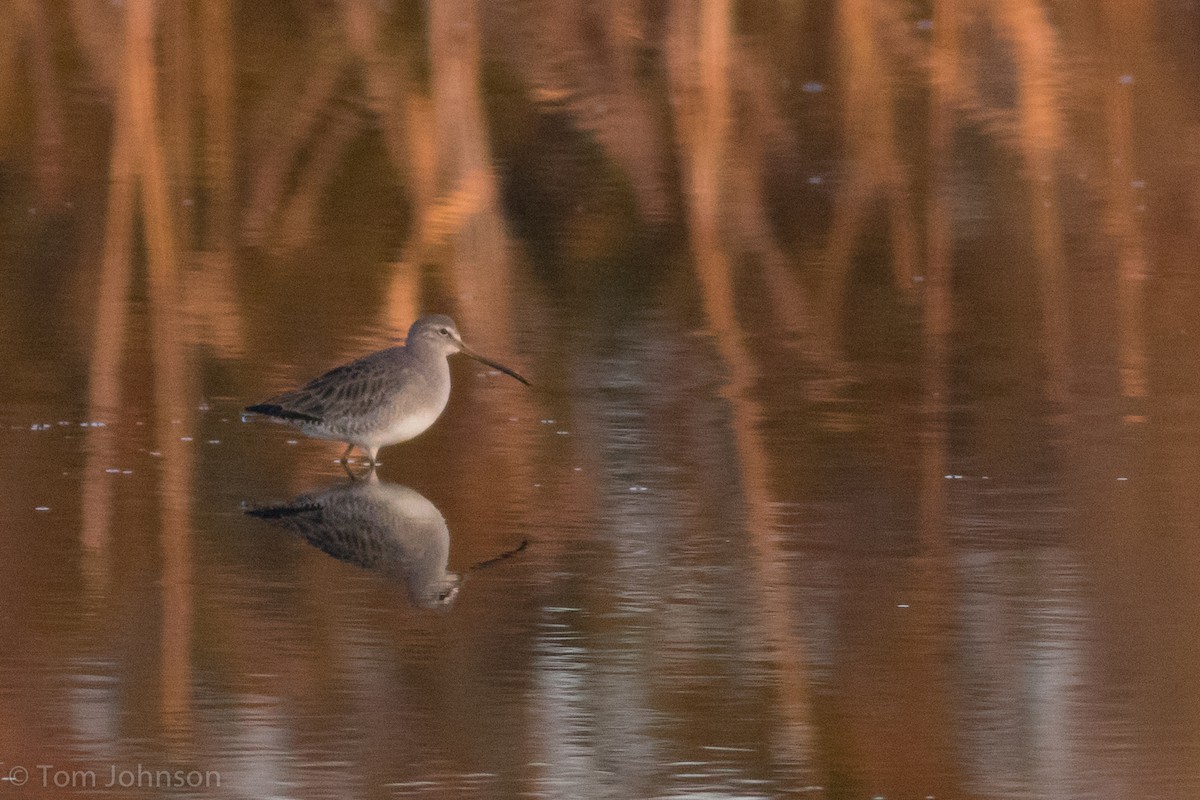 Long-billed Dowitcher - ML78584461