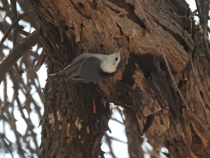 White-breasted Nuthatch - ML78591741