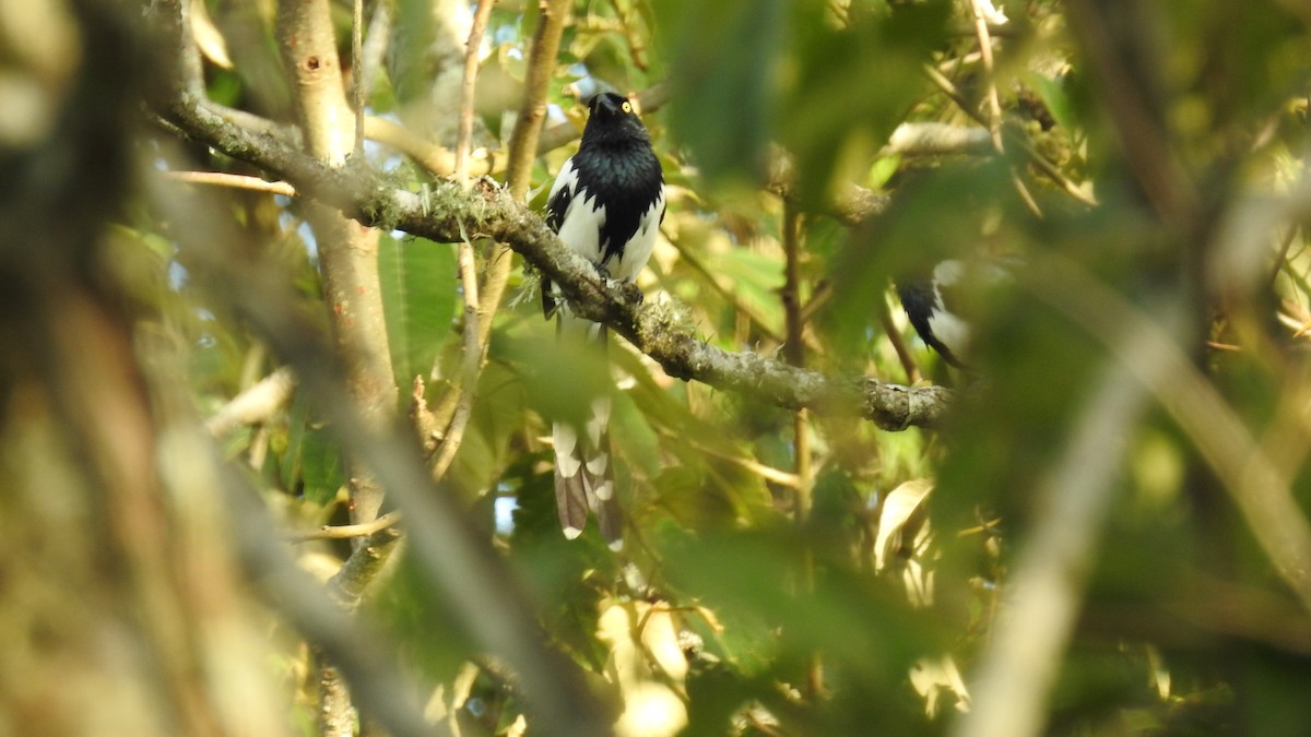 Magpie Tanager - ML78593261