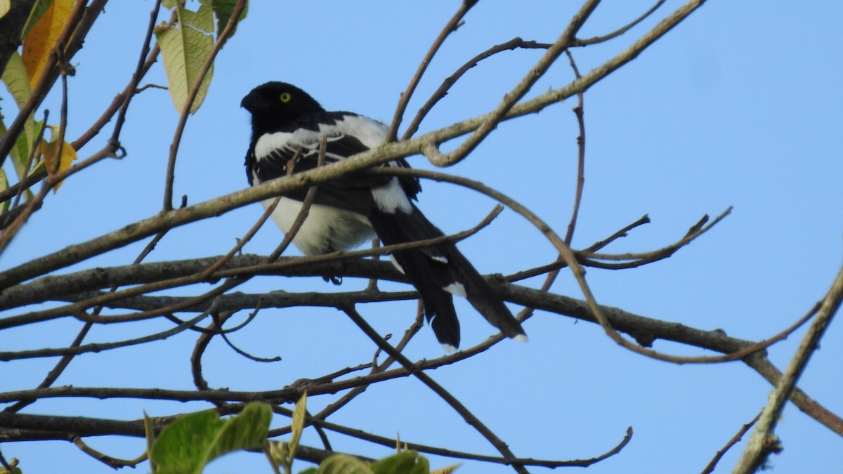 Magpie Tanager - ML78593271