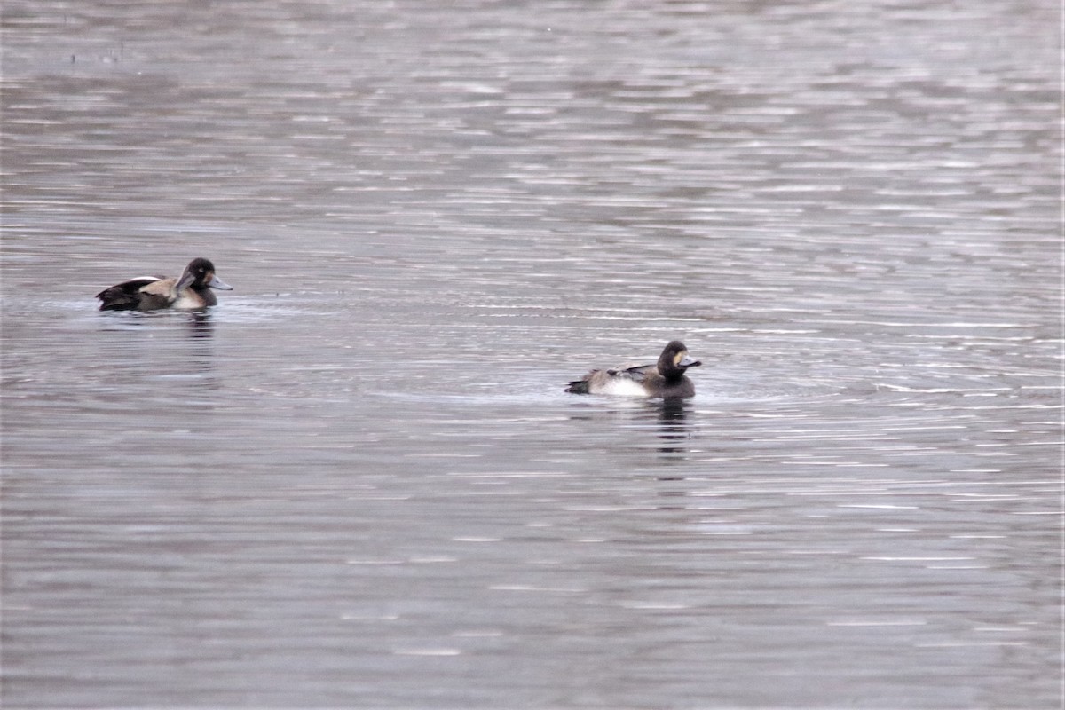 Greater Scaup - ML78593521