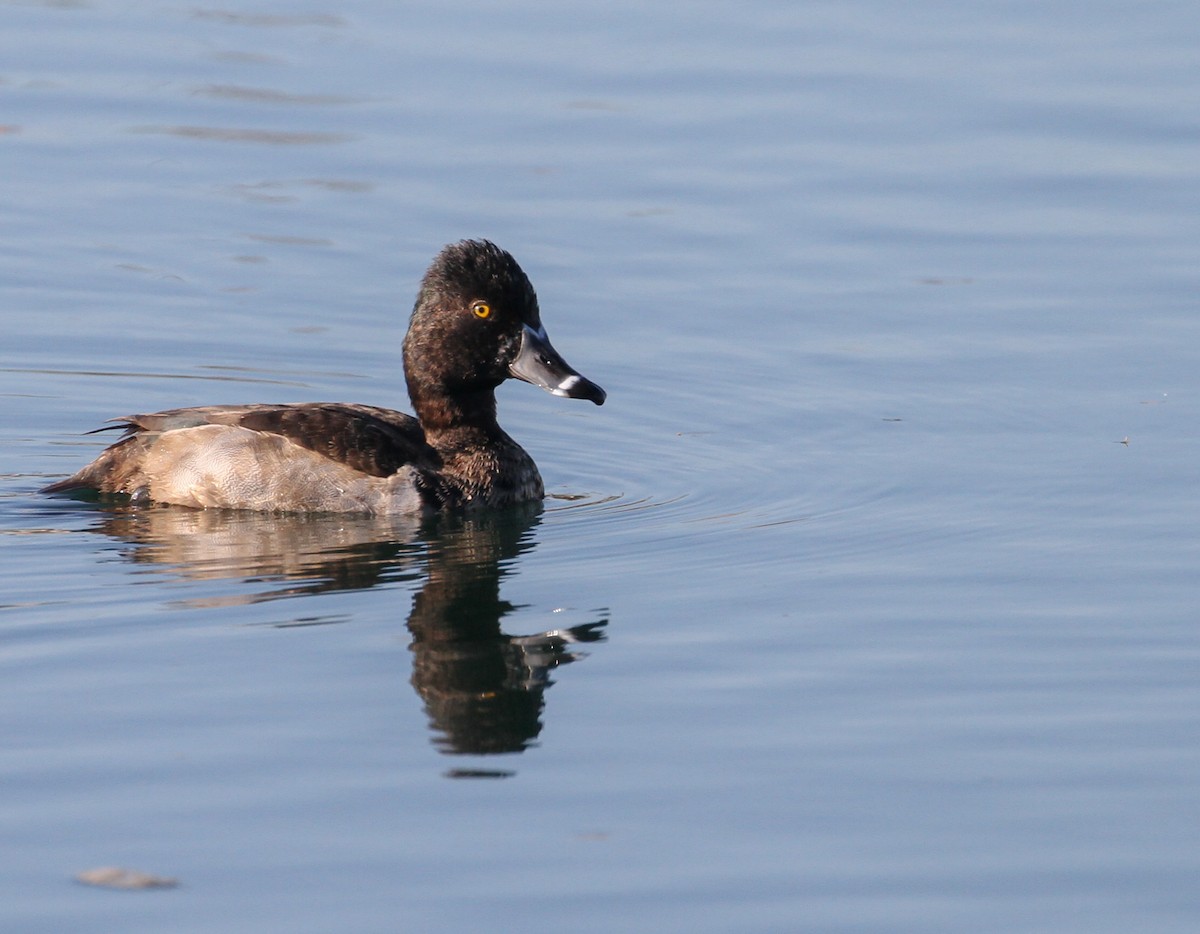 Ring-necked Duck - Tracy Drake
