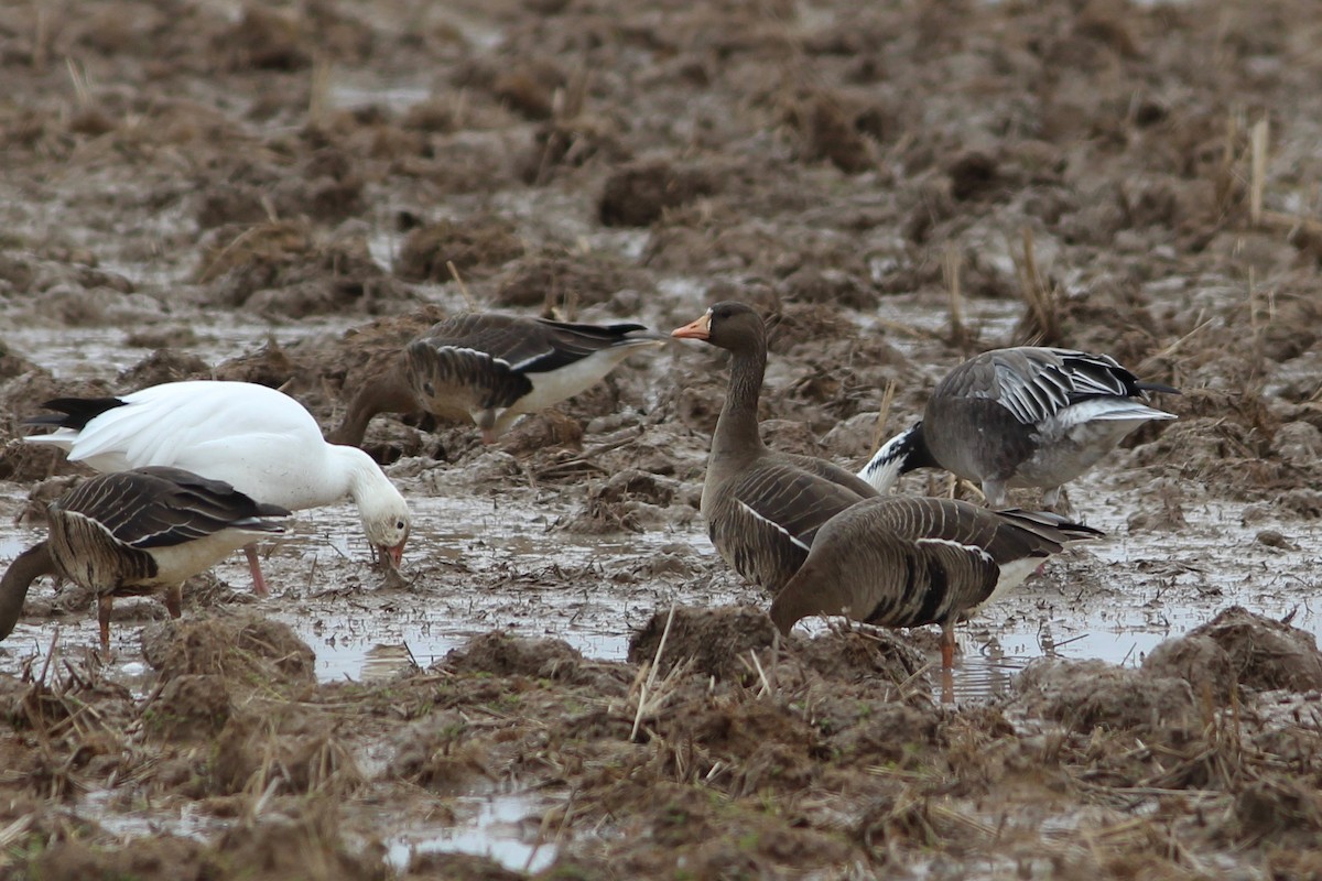 Greater White-fronted Goose - Oscar Johnson