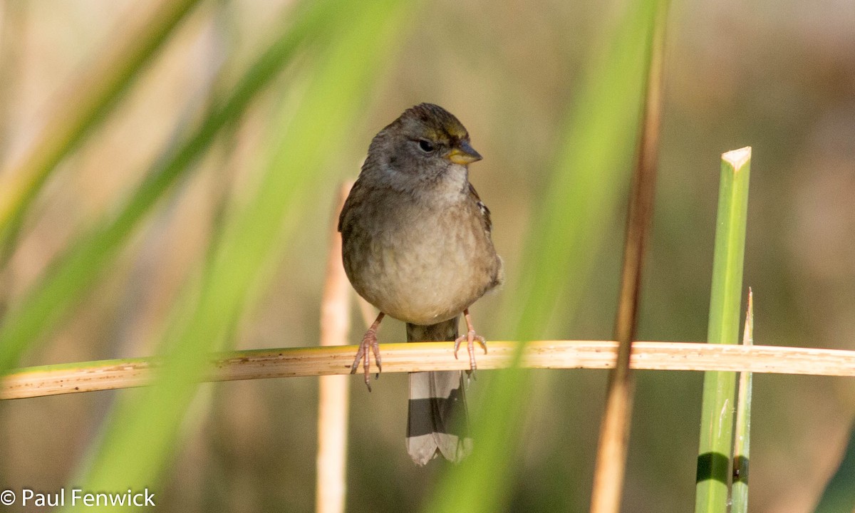 Golden-crowned Sparrow - ML78599121