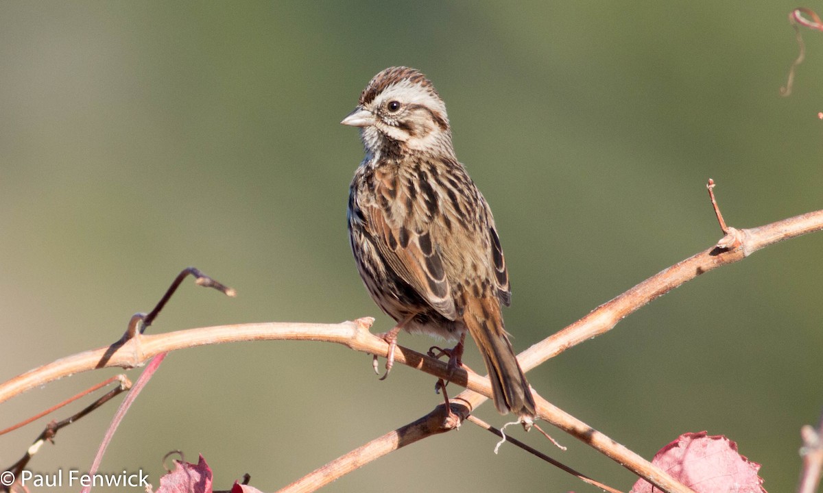 Song Sparrow (heermanni Group) - Paul Fenwick