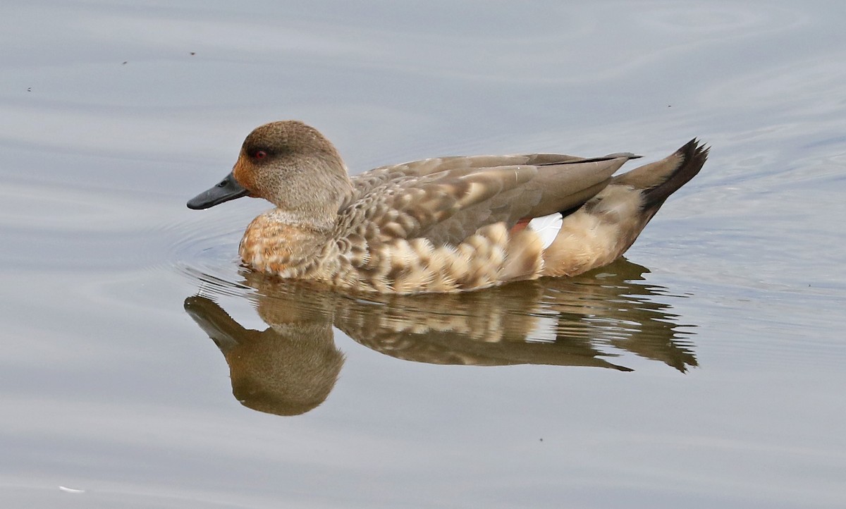 Crested Duck - ML78599711