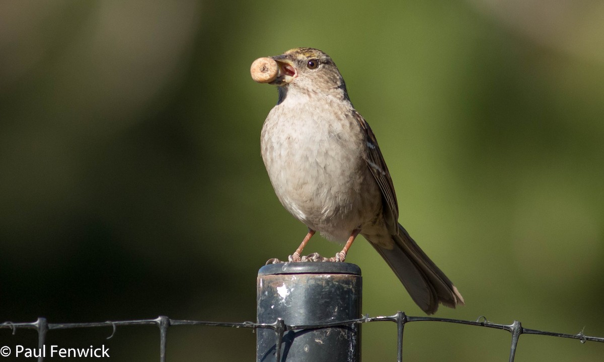 Golden-crowned Sparrow - ML78599851