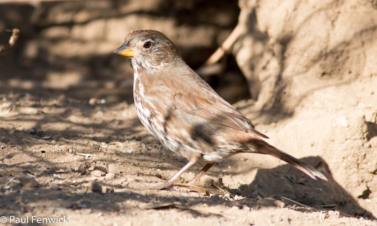 Fox Sparrow (Sooty) - ML78600861