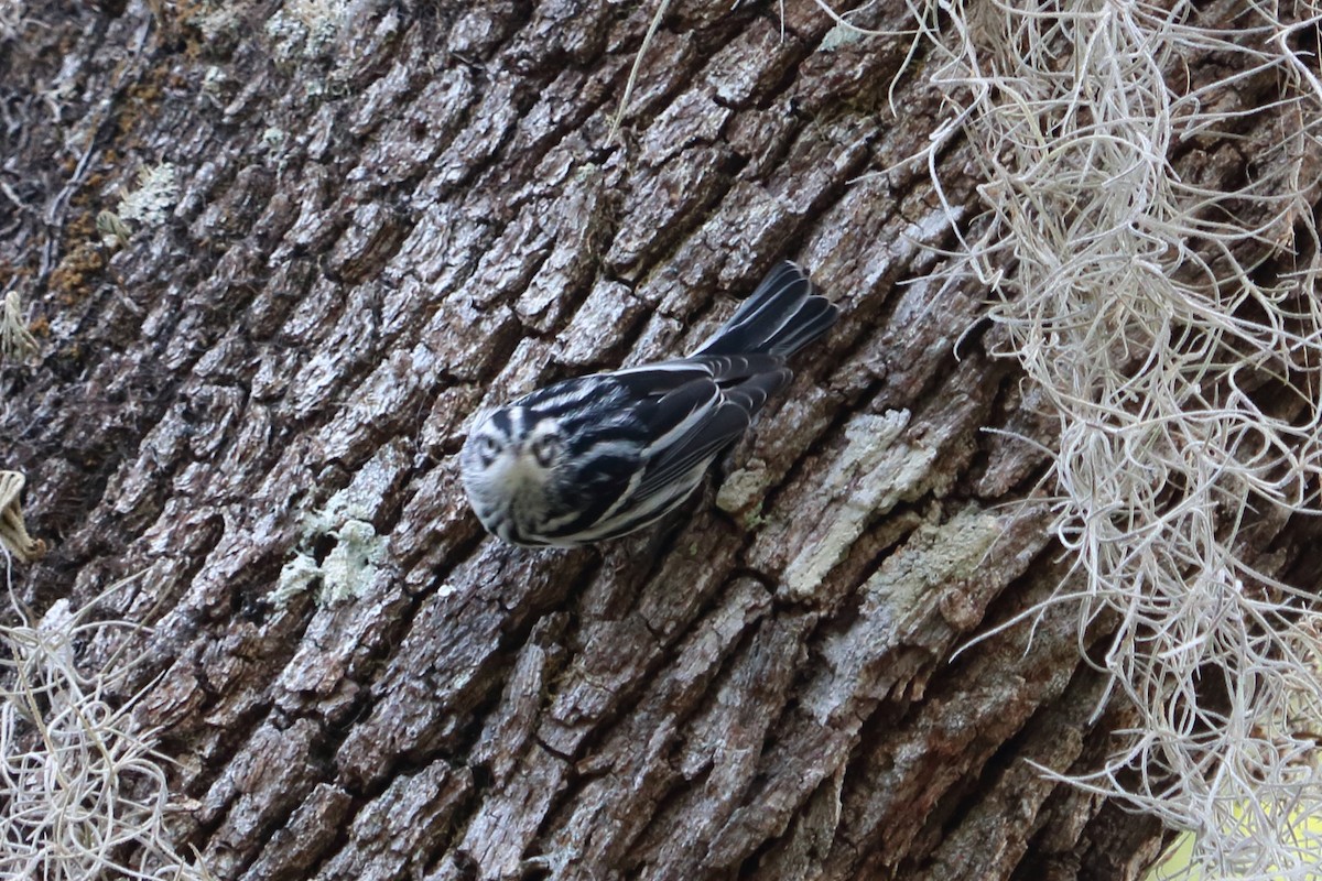 Black-and-white Warbler - ML78603701