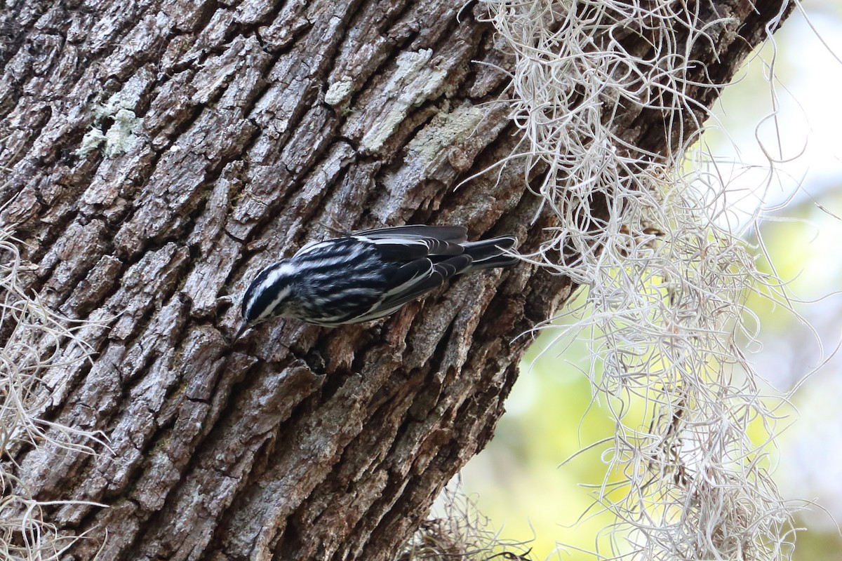 Black-and-white Warbler - ML78603771