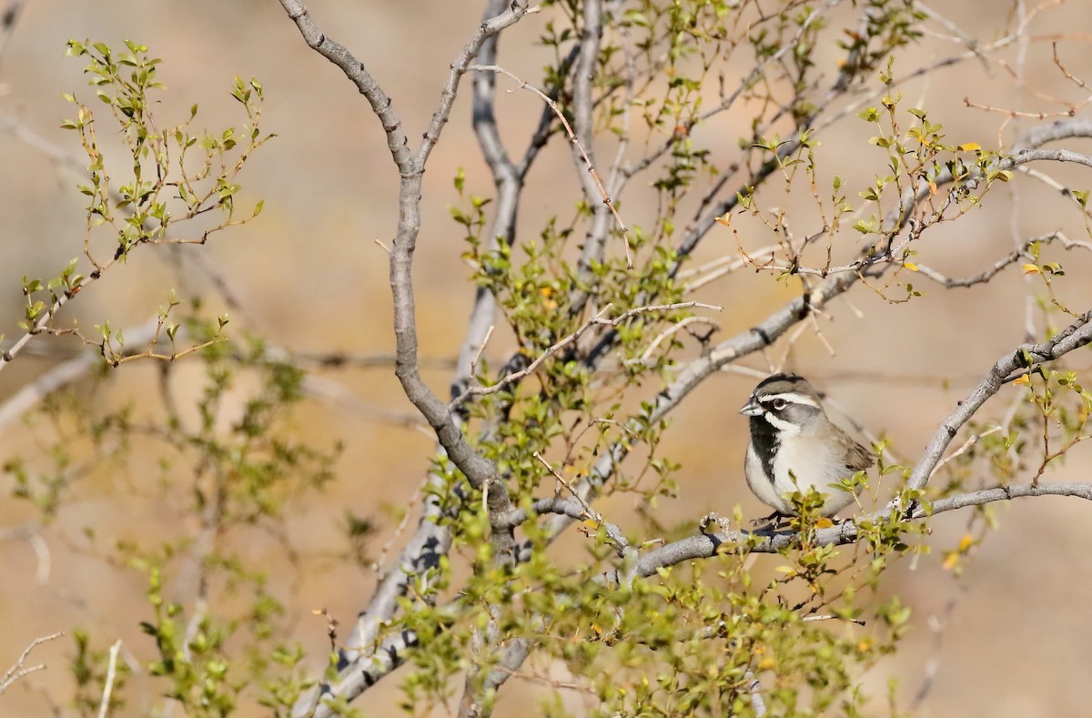 Black-throated Sparrow - C Millington