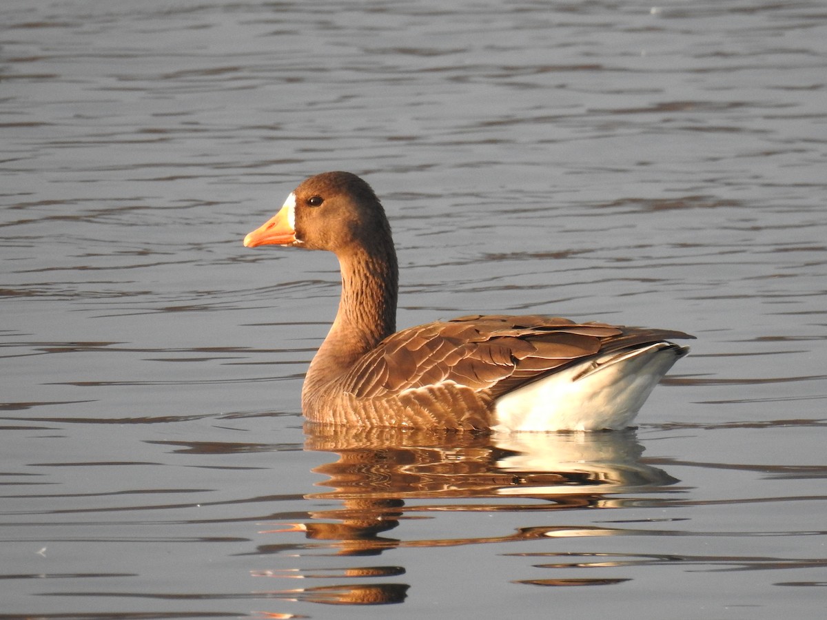 Greater White-fronted Goose - Curt Davis