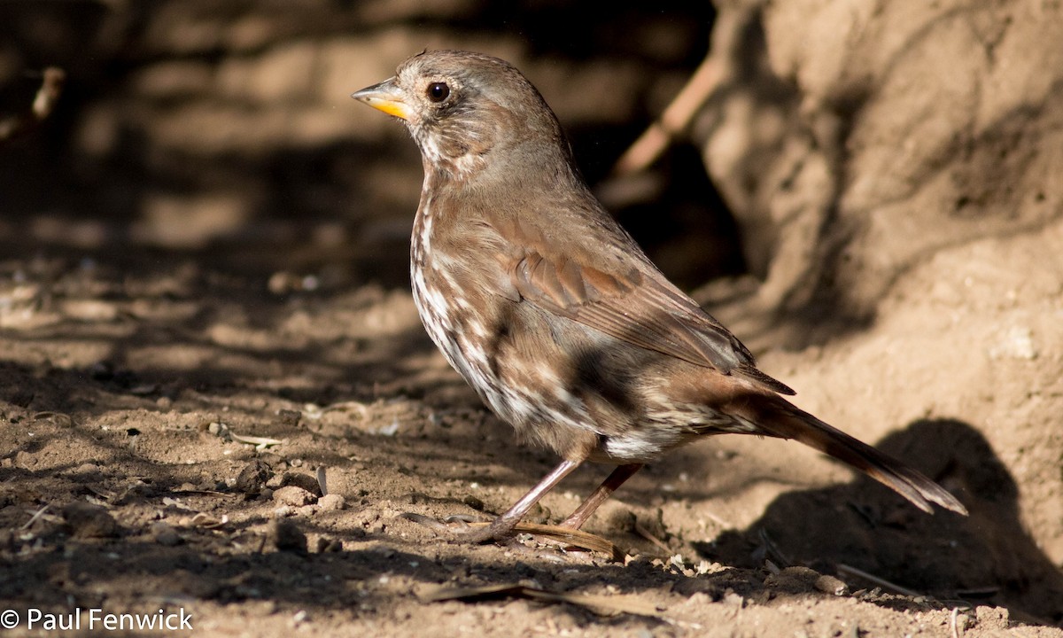 Fox Sparrow (Sooty) - ML78606741
