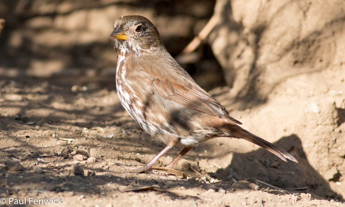 Fox Sparrow (Sooty) - ML78606751