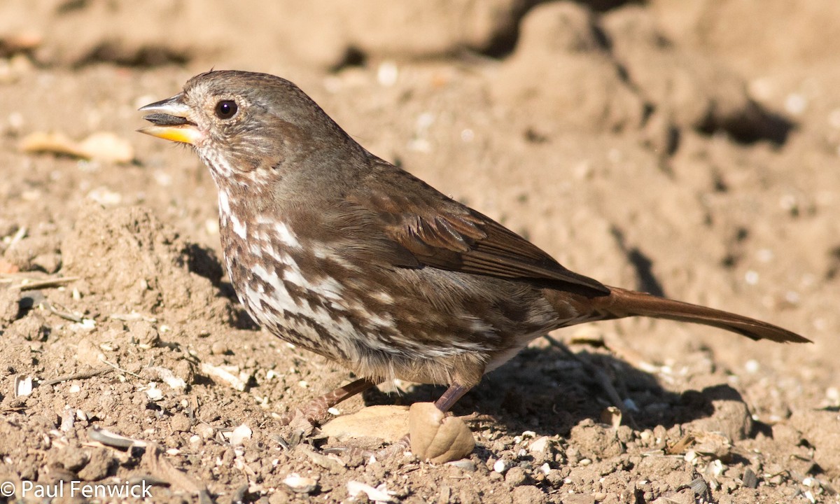 Fox Sparrow (Sooty) - ML78607141