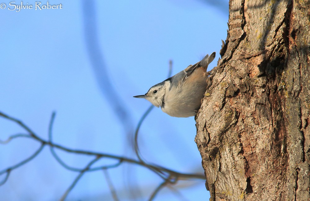 White-breasted Nuthatch - ML78607821