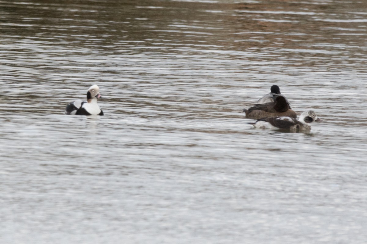 Long-tailed Duck - ML78611671