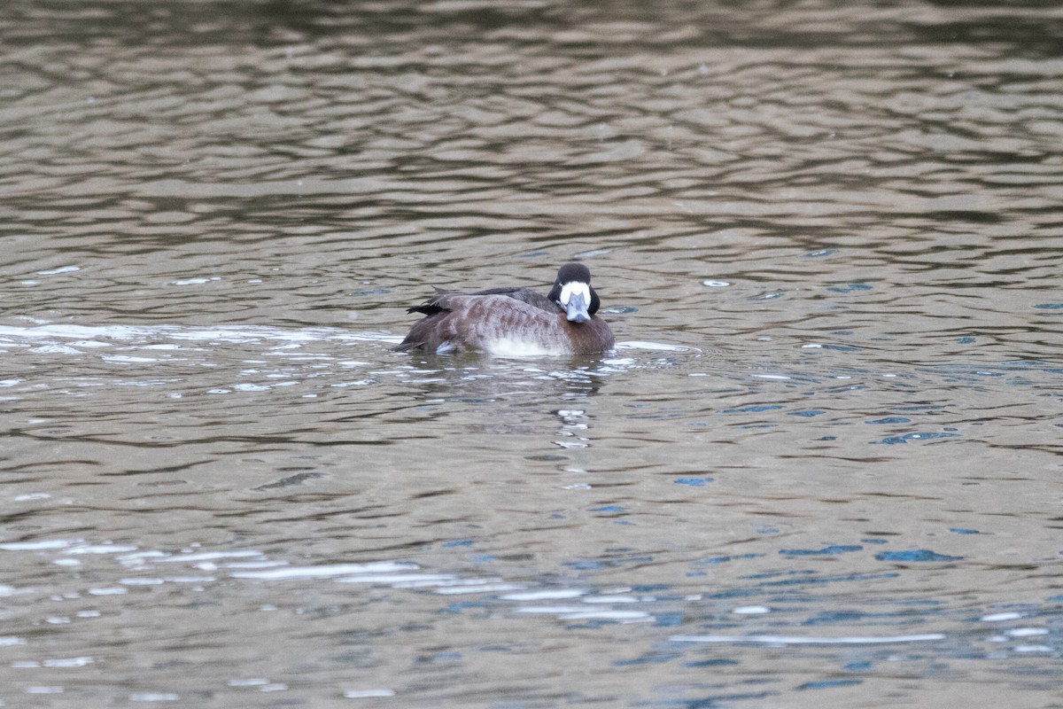 Greater Scaup - ML78611781