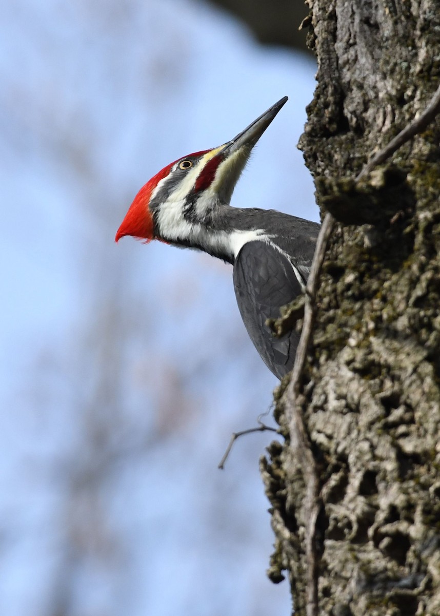 Pileated Woodpecker - Barry Blust