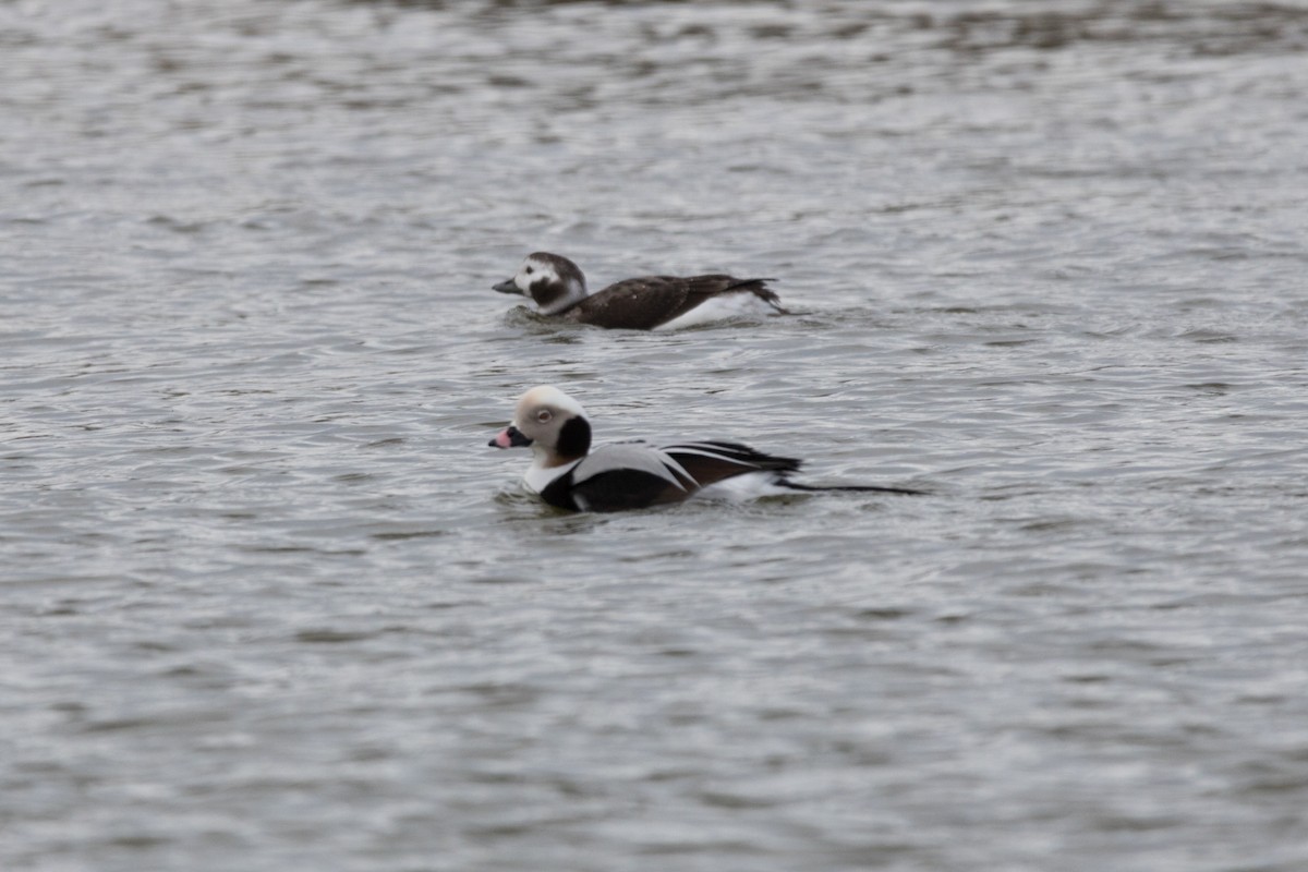 Long-tailed Duck - ML78613401