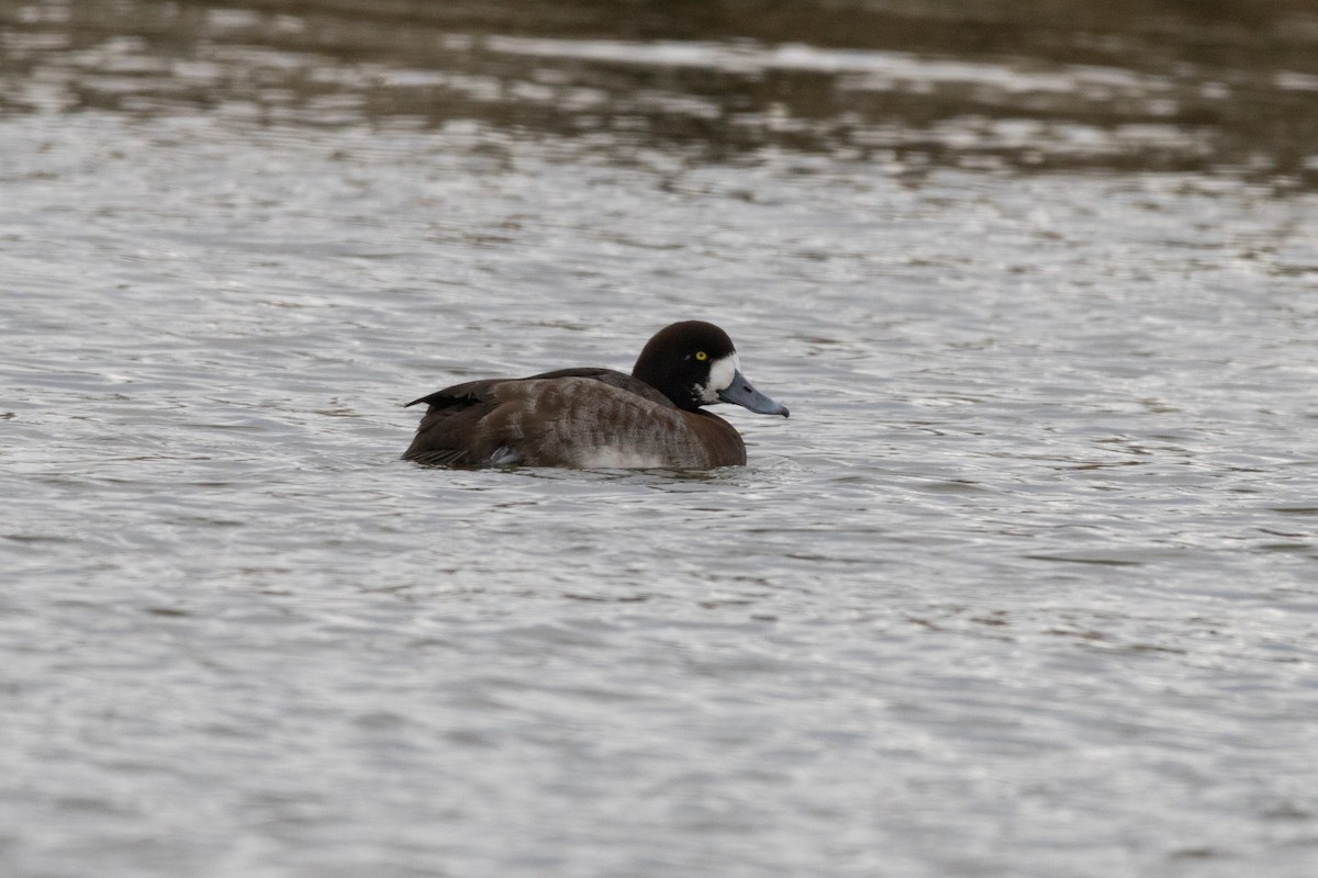 Greater Scaup - ML78613801