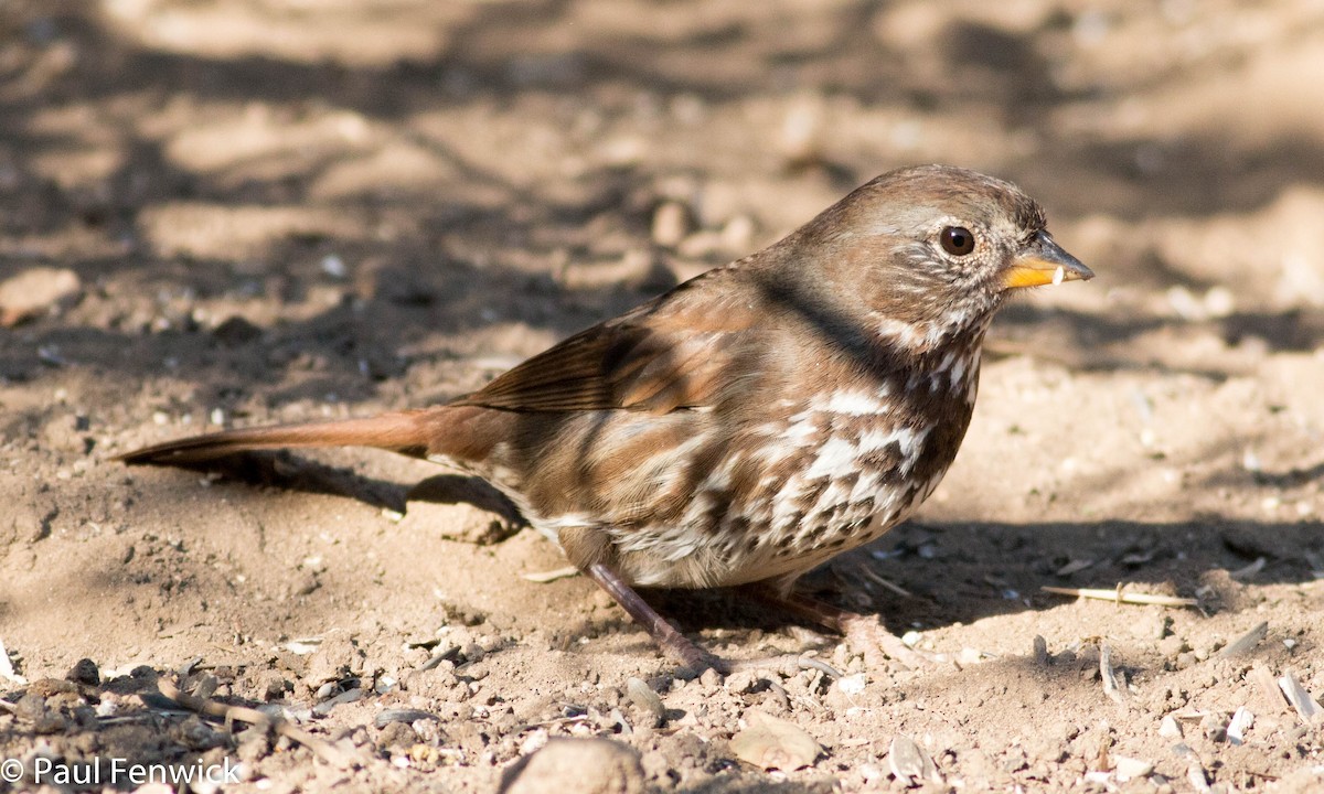 Fox Sparrow (Sooty) - ML78613861