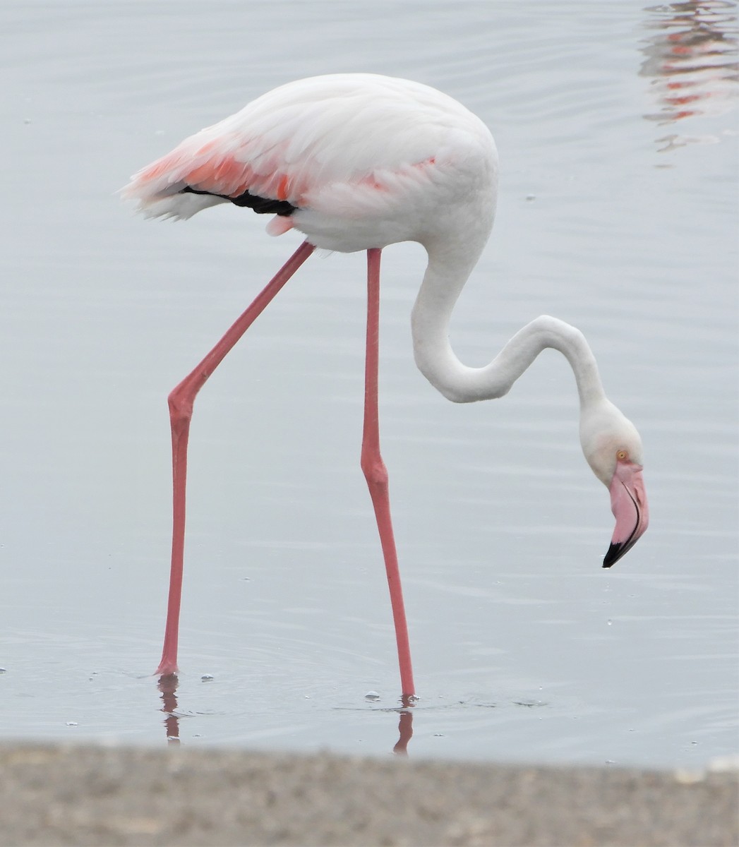 Greater Flamingo - Peter Zika